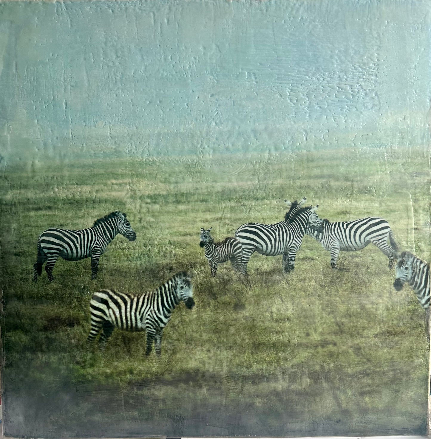Where We Begin - Zebra