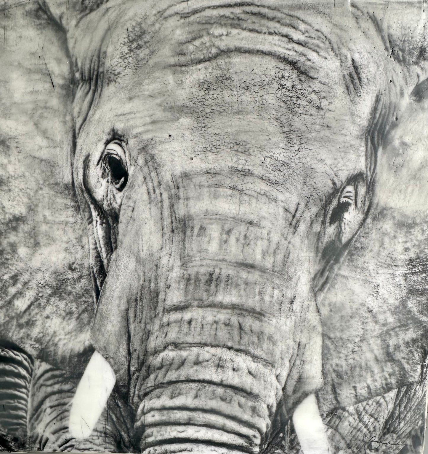 Powerful - Elephant