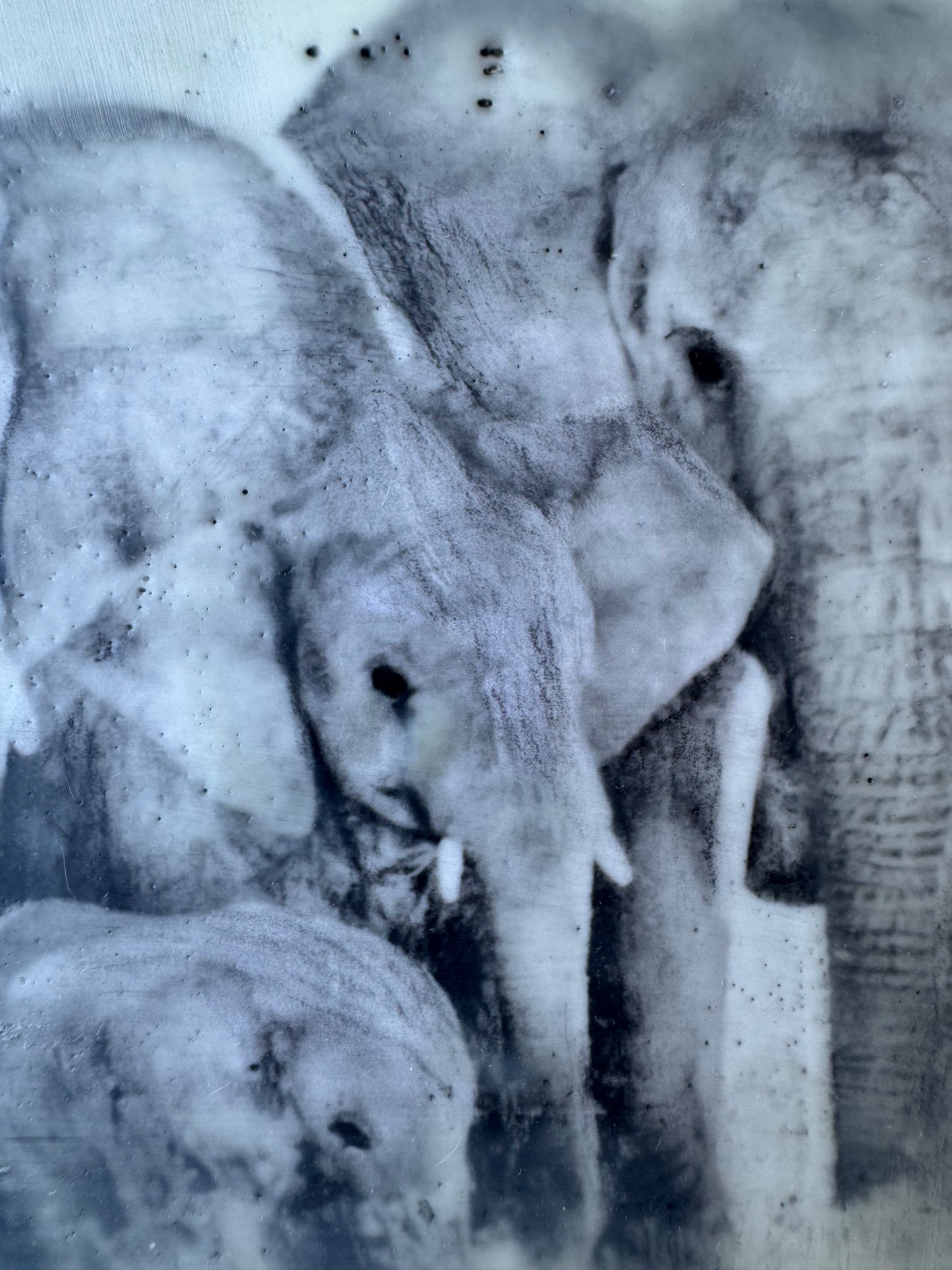 Female Elders - Elephant