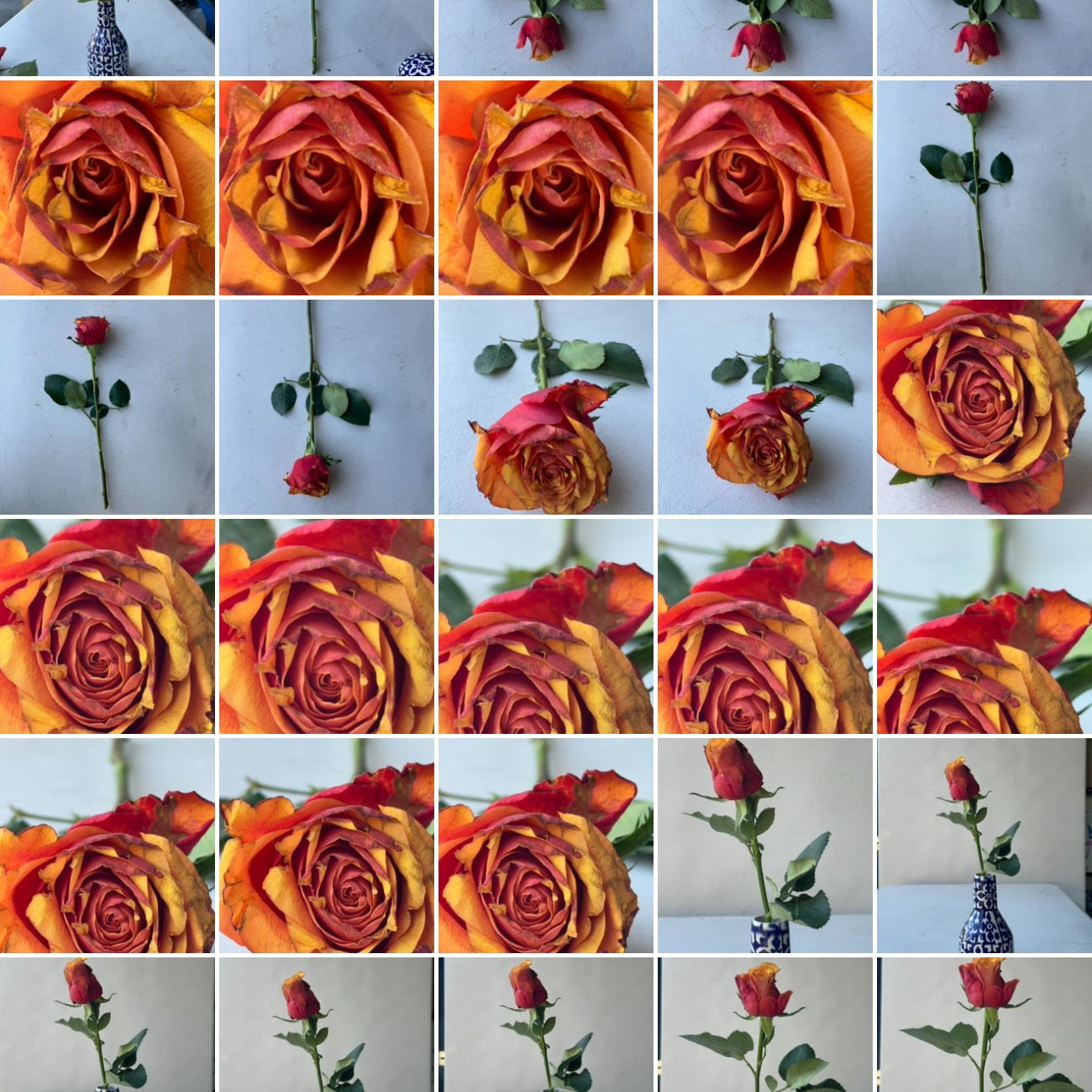 Grid of images showing roses with different colors and orientations.