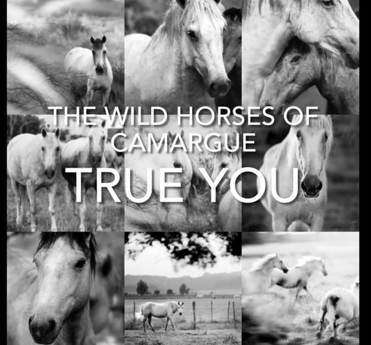 Year of the Horse: Beyond the Artwork