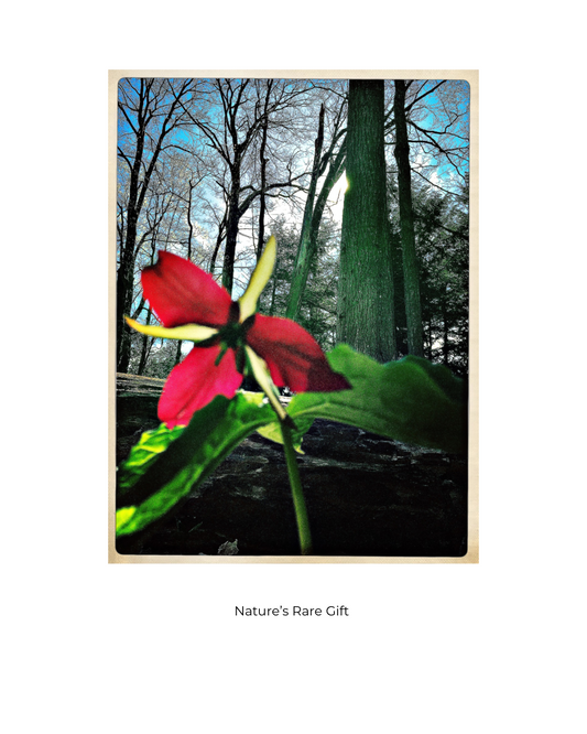 Nature’s Rare Gift: The Red Trillium – A Symbol of Strength and Grace