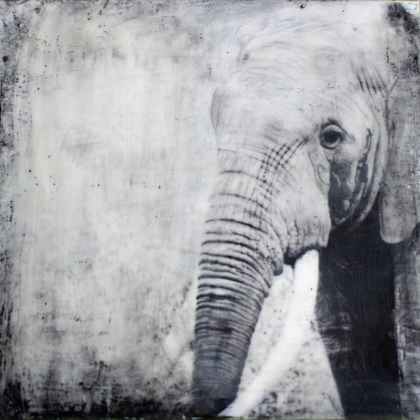 Black and white image of an elephant