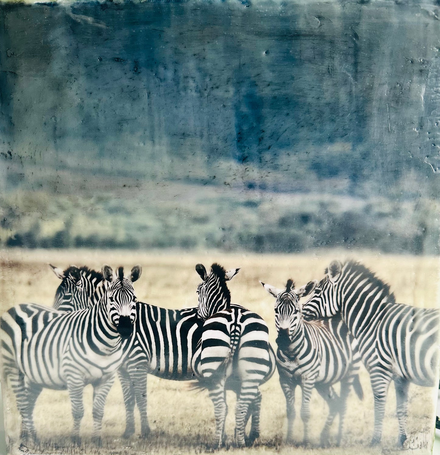 Different Ways of Seeing -  Zebra
