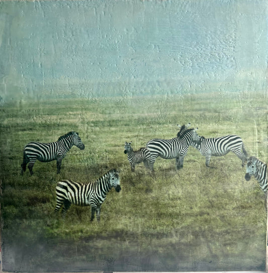 Where We Begin -  Zebra
