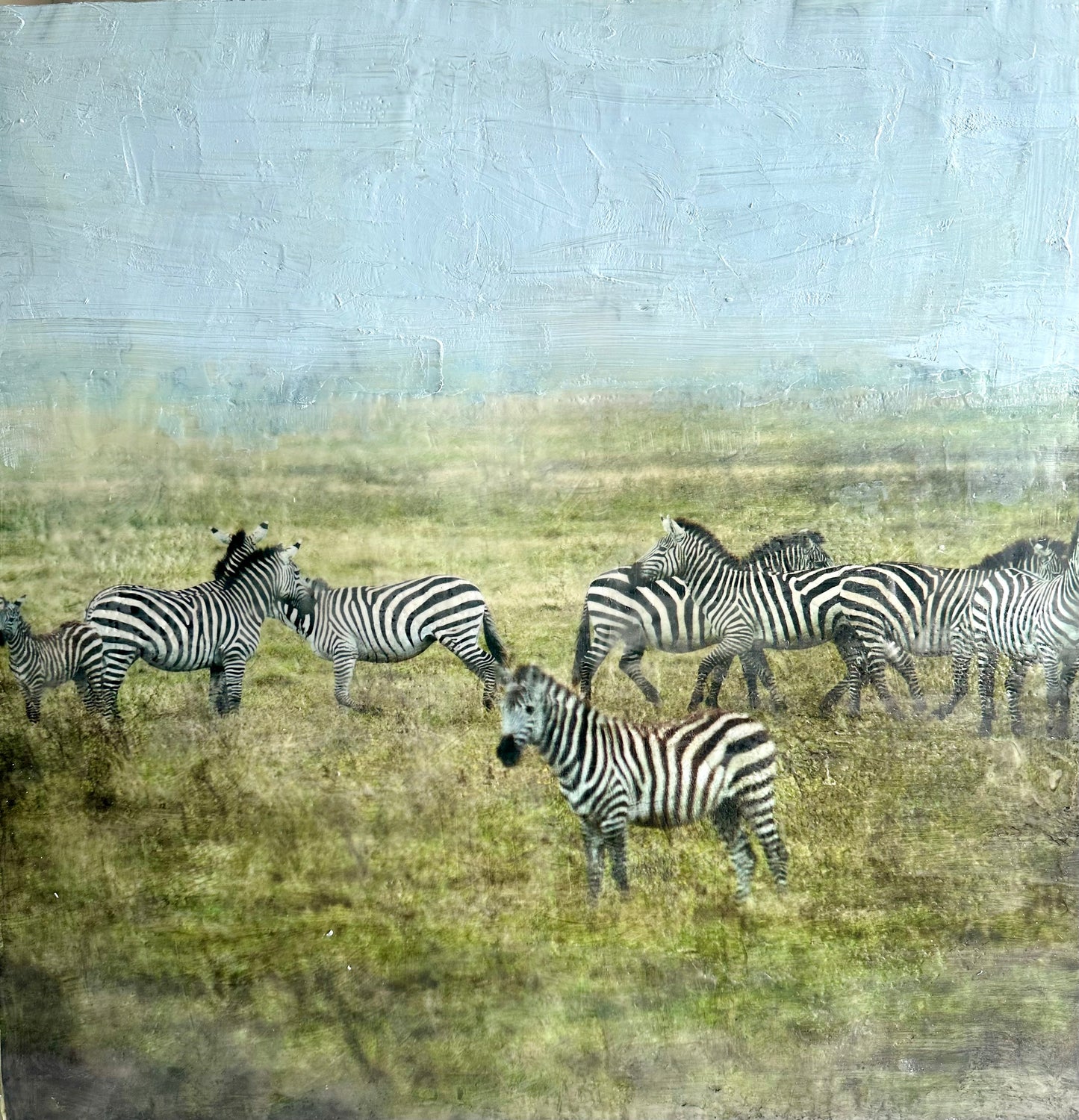 Where We Belong -  Zebra