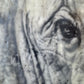 Inner Vision -  Elephant