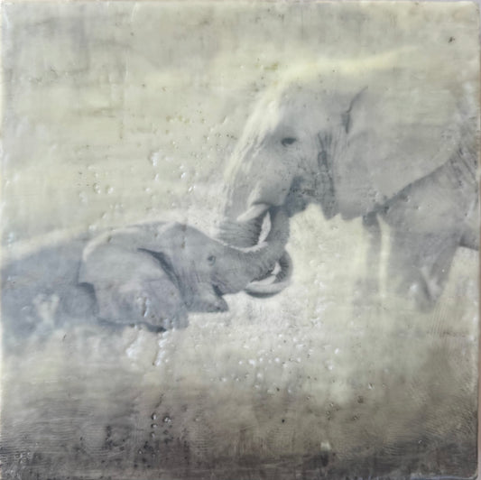 Entwined -  Elephant