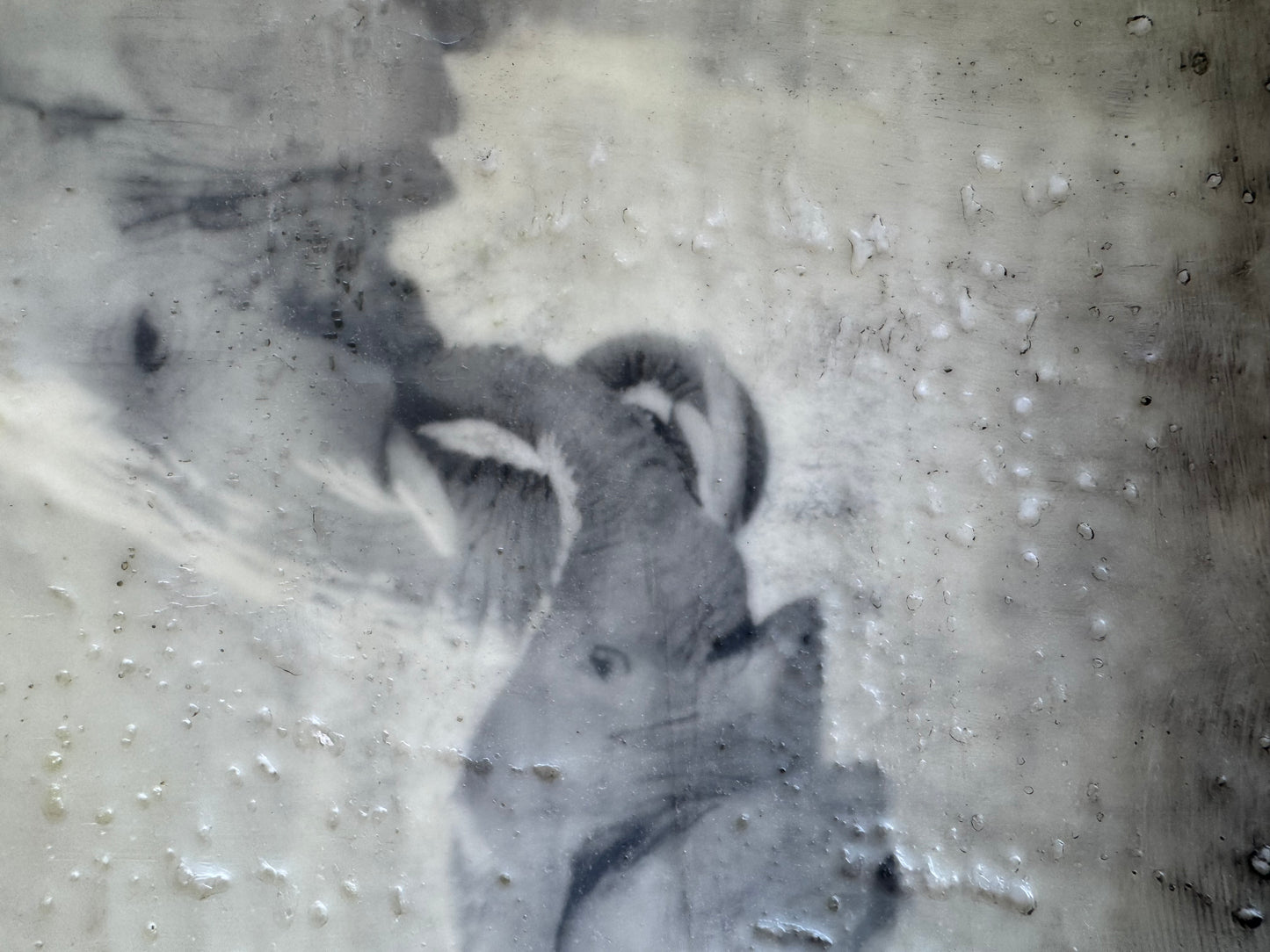 Entwined -  Elephant