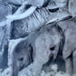 Female Elders - Elephant