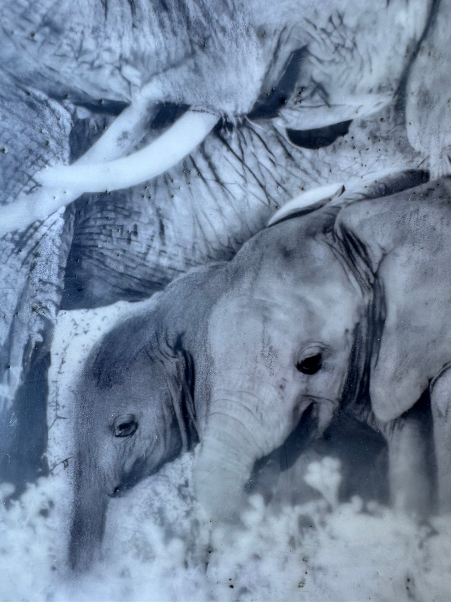 Female Elders - Elephant