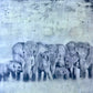 Female Elders - Elephant