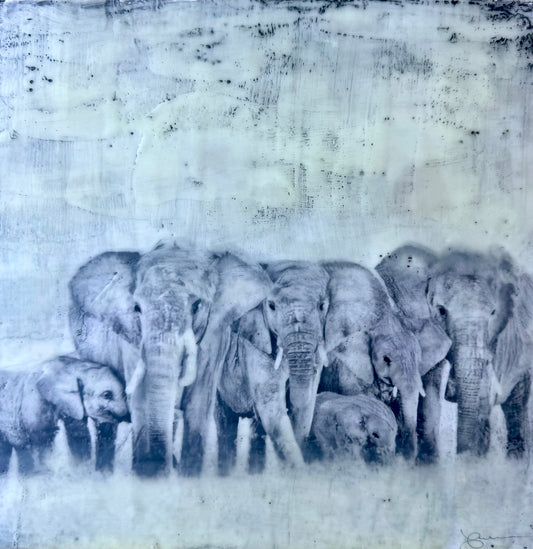 Female Elders - Elephant