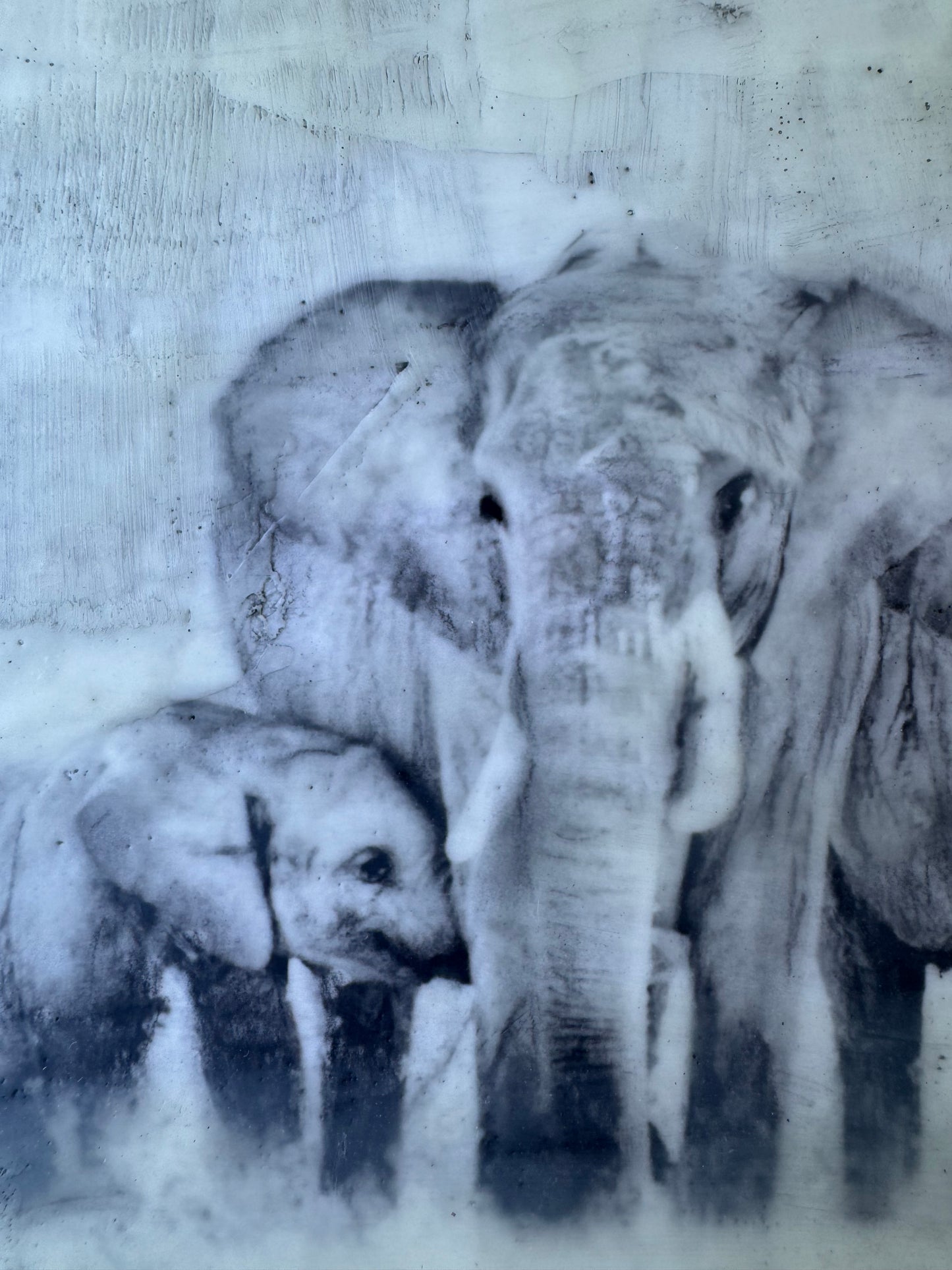 Female Elders - Elephant