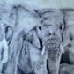Female Elders - Elephant