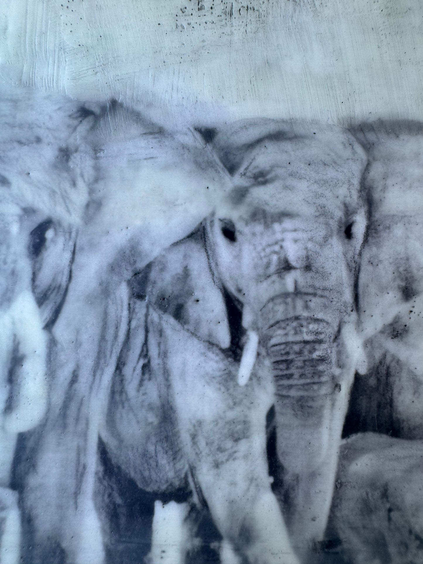 Female Elders - Elephant