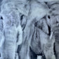 Female Elders - Elephant
