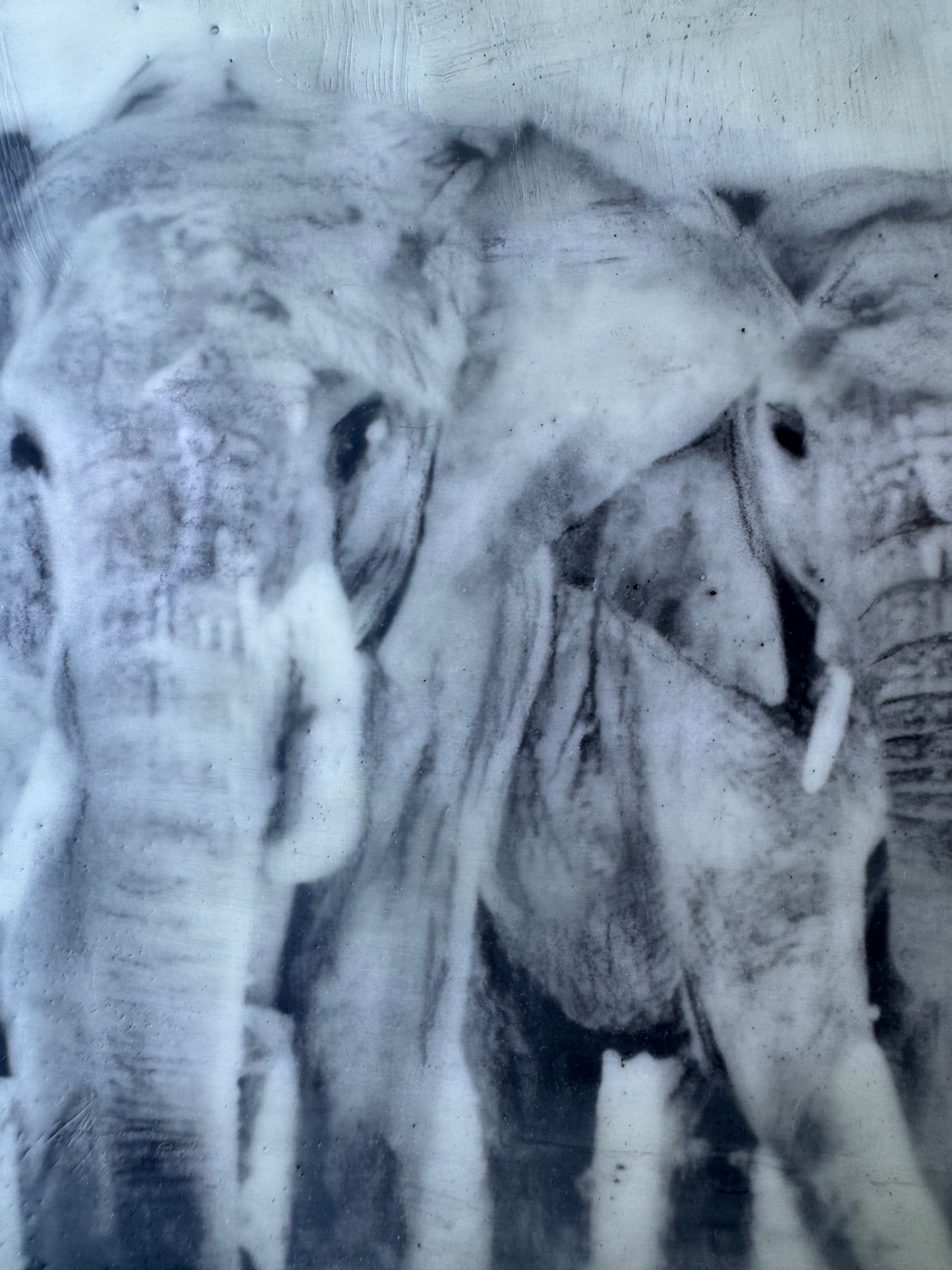 Female Elders - Elephant