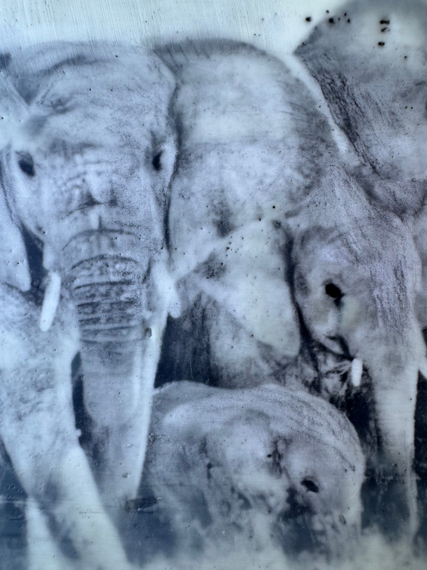 Female Elders - Elephant