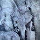 Female Elders - Elephant