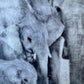 Female Elders - Elephant