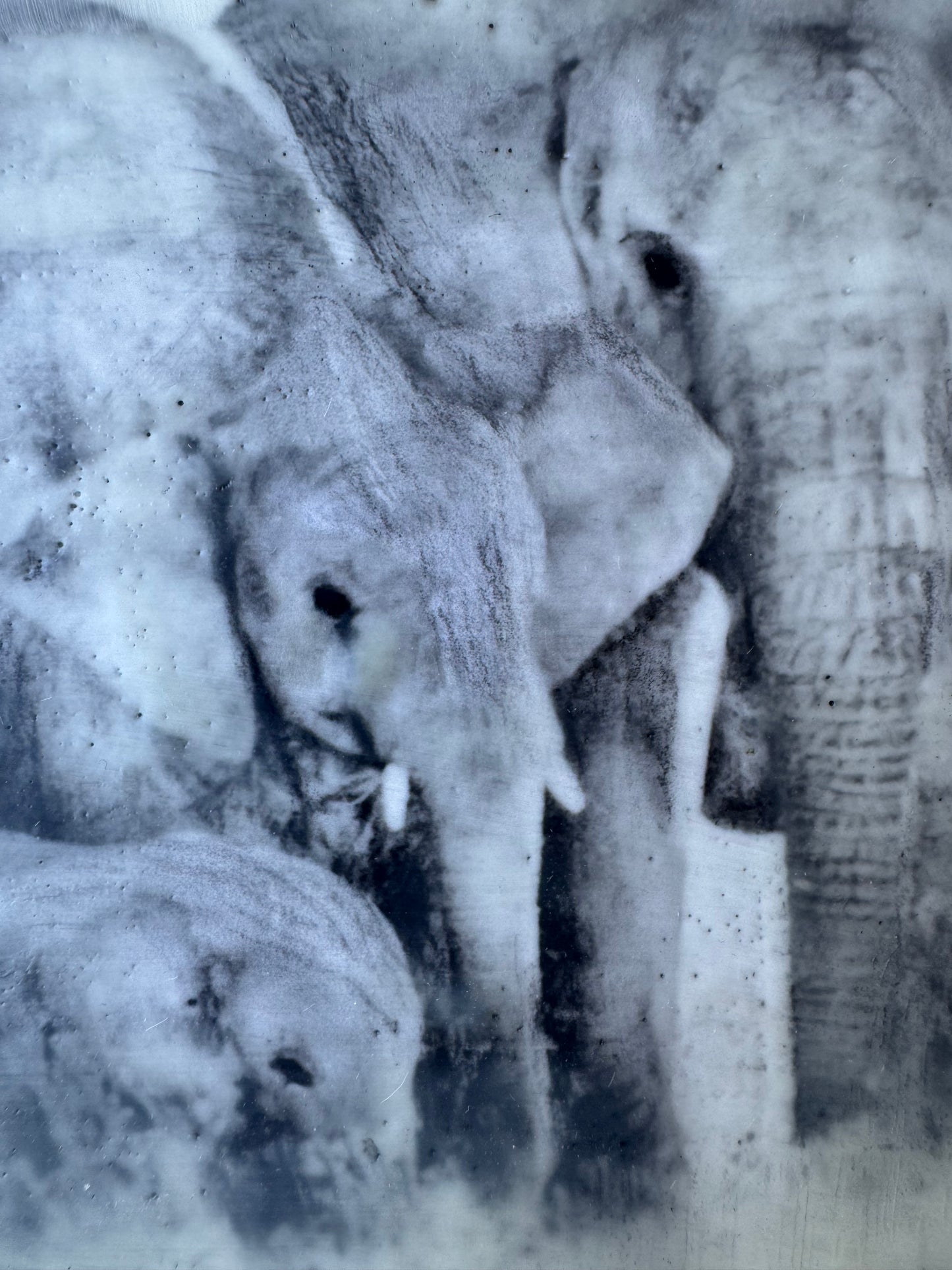 Female Elders - Elephant