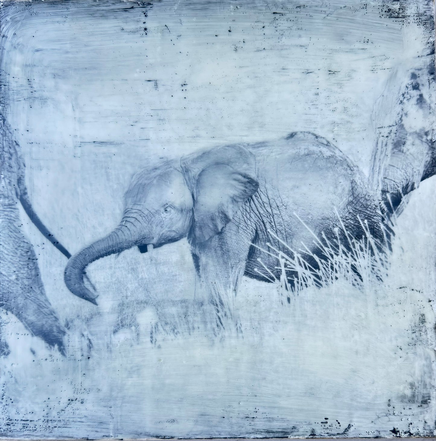 Protected - Elephant