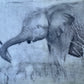Protected - Elephant