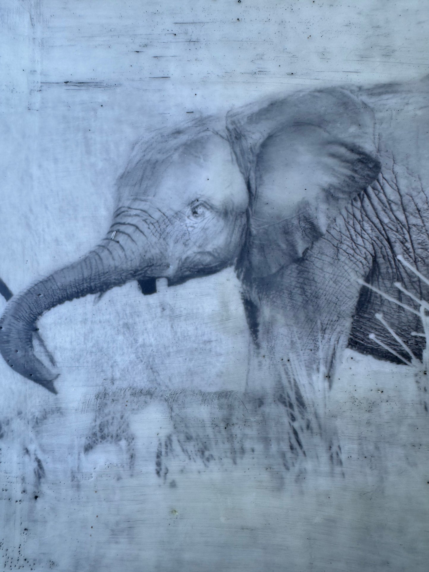 Protected - Elephant