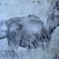 Protected - Elephant