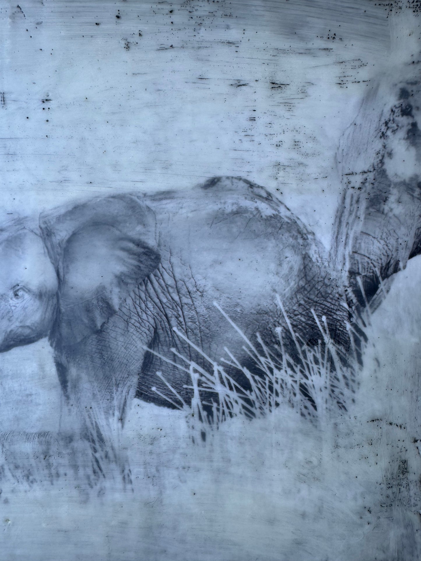 Protected - Elephant