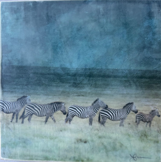 Generational Movement -  Zebra 10x10x1.5