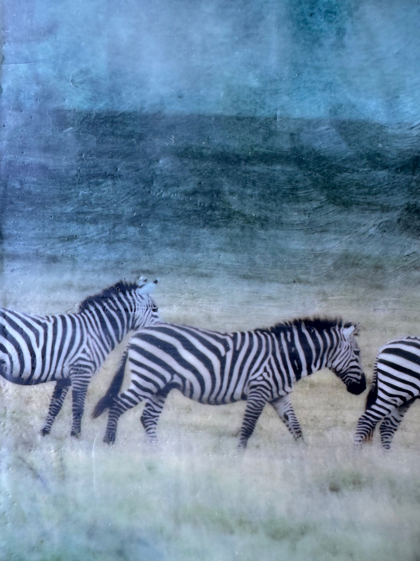 Generational Movement -  Zebra 10x10x1.5