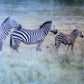 Generational Movement -  Zebra 10x10x1.5