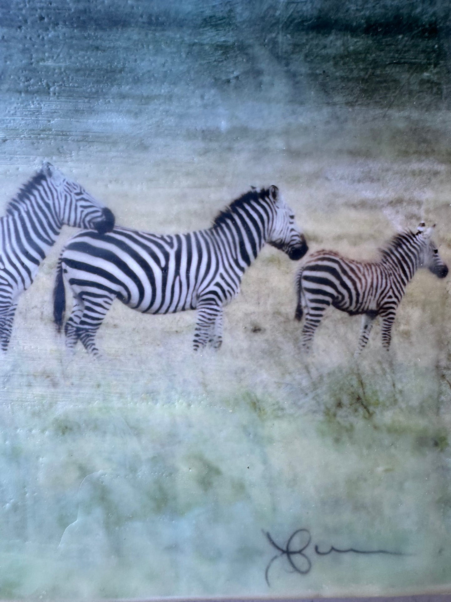 Generational Movement -  Zebra 10x10x1.5