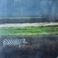 Wild Integrity   -  Zebra