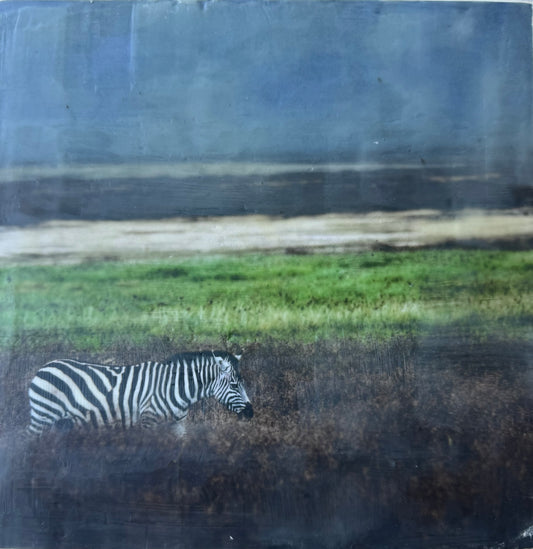 Wild Integrity   -  Zebra