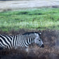 Wild Integrity   -  Zebra