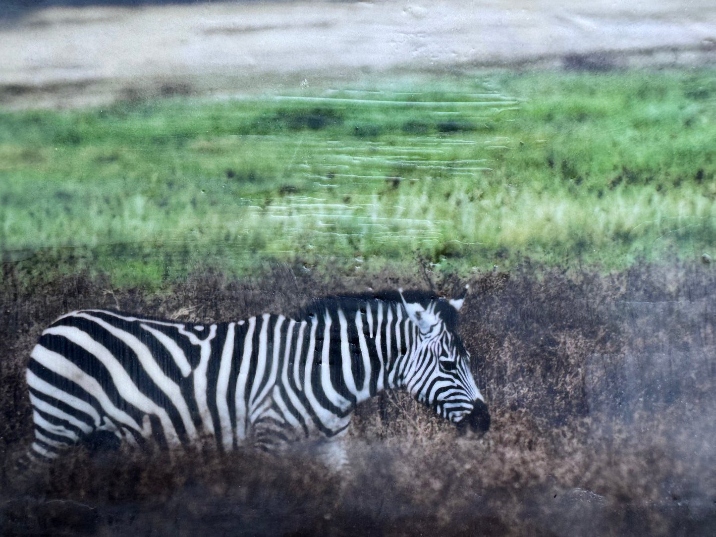 Wild Integrity   -  Zebra