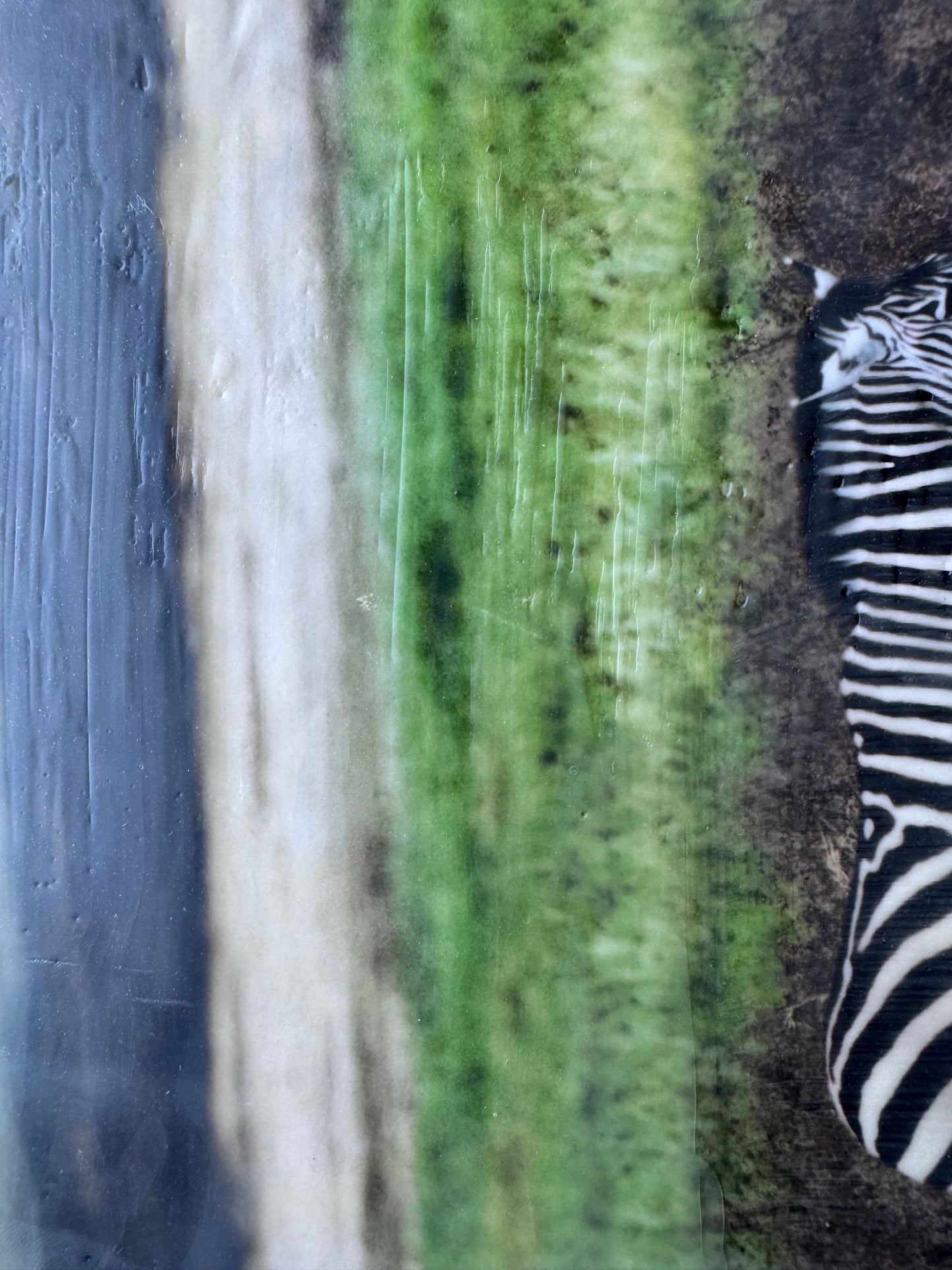 Wild Integrity   -  Zebra