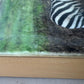 Wild Integrity   -  Zebra