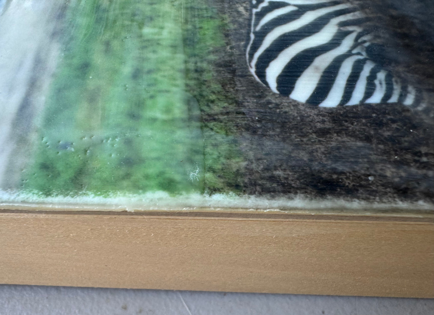 Wild Integrity   -  Zebra