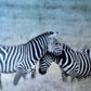 Lean Into Me  -  Zebra
