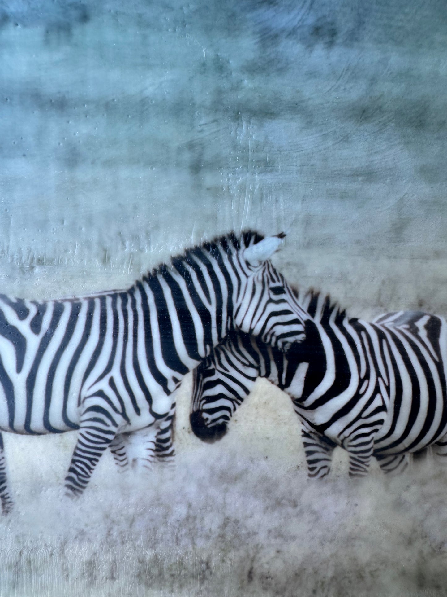 Lean Into Me  -  Zebra