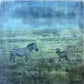 Under Watchful Eyes  -  Zebra