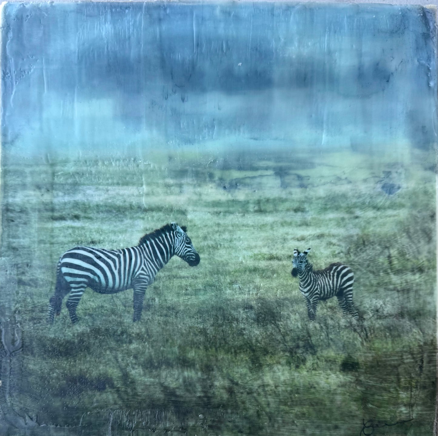 Under Watchful Eyes  -  Zebra