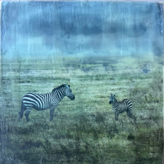 Under Watchful Eyes  -  Zebra