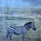 Under Watchful Eyes  -  Zebra