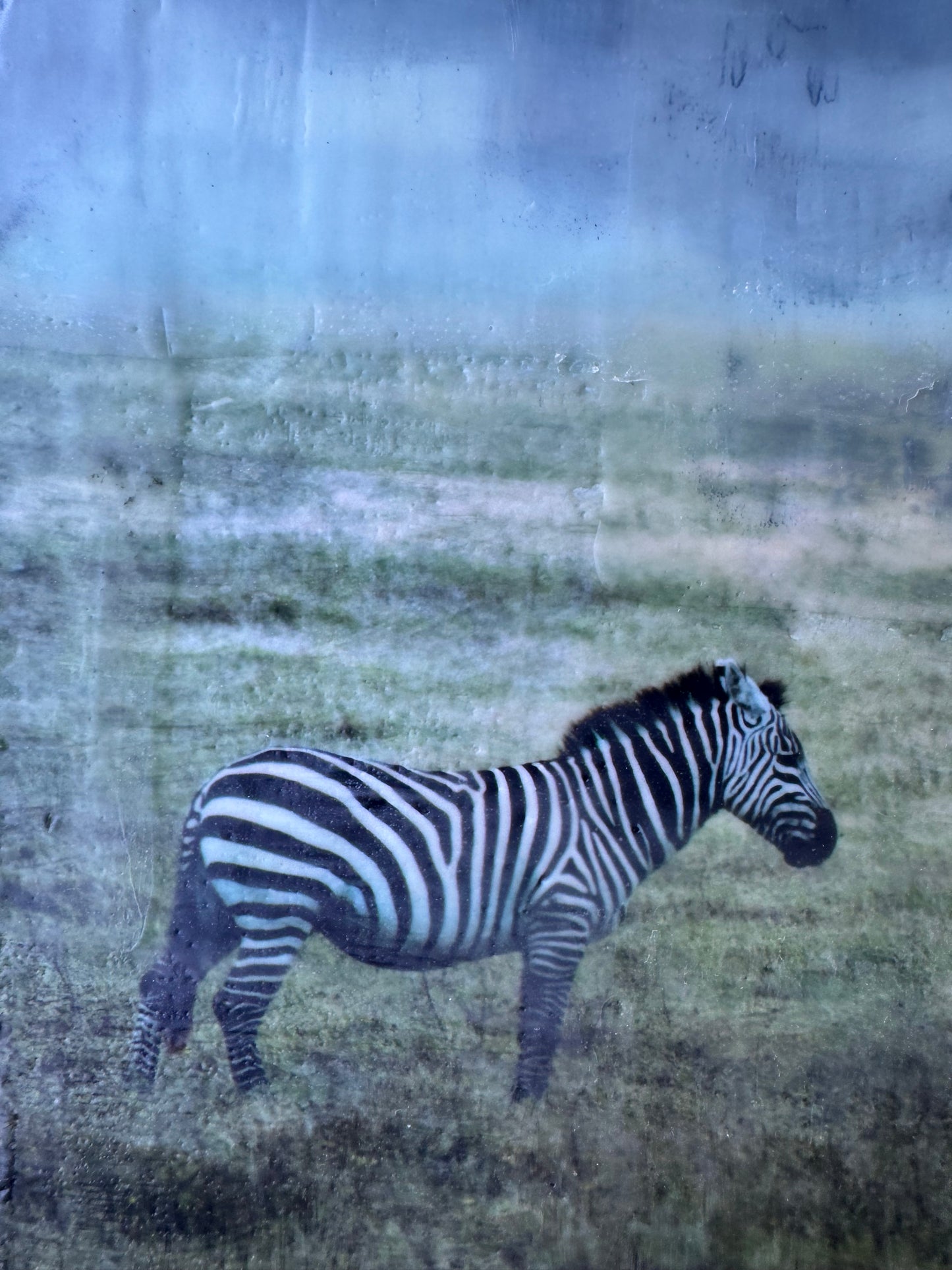 Under Watchful Eyes  -  Zebra