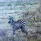 Under Watchful Eyes  -  Zebra